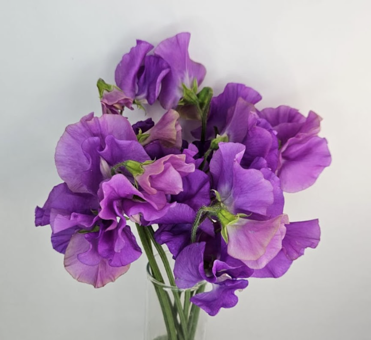 Sweet Pea - Purple